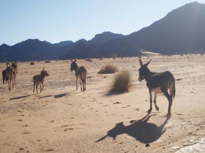 ASOCIACI&Oacute;N PARA LA PROTECCI&Oacute;N DEL BURRO DE AKAKUS